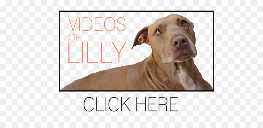 Pit Bull，American Pit Bull Terrier PNG