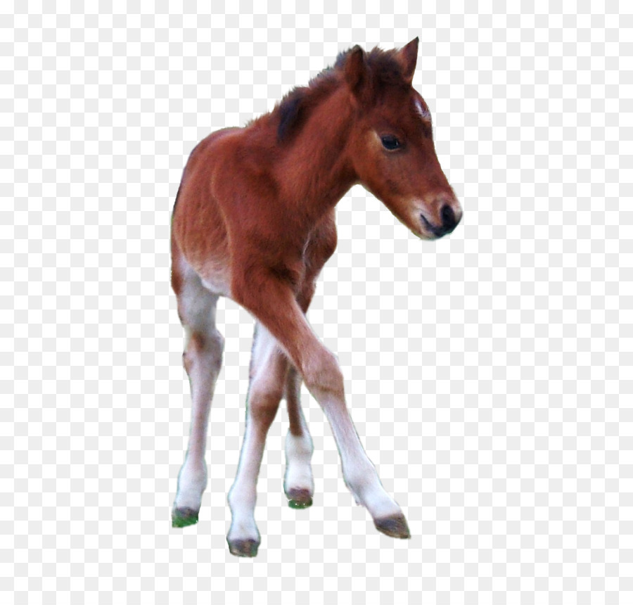 Potro，Caballo PNG