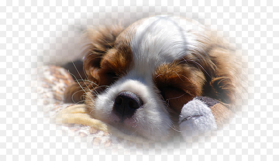 Rey Cavalier Charles Spaniel，Rey Charles Spaniel PNG