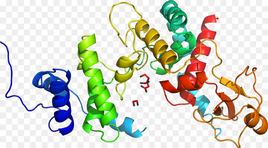 Estructura De La Proteína，Molécula PNG