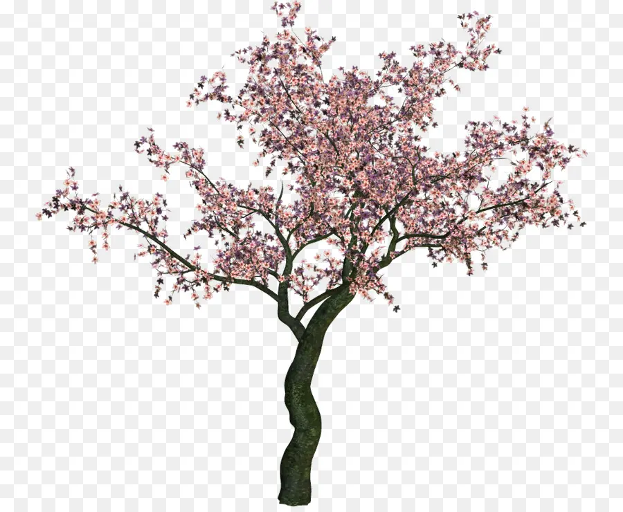 árbol，Flor De Cerezo PNG