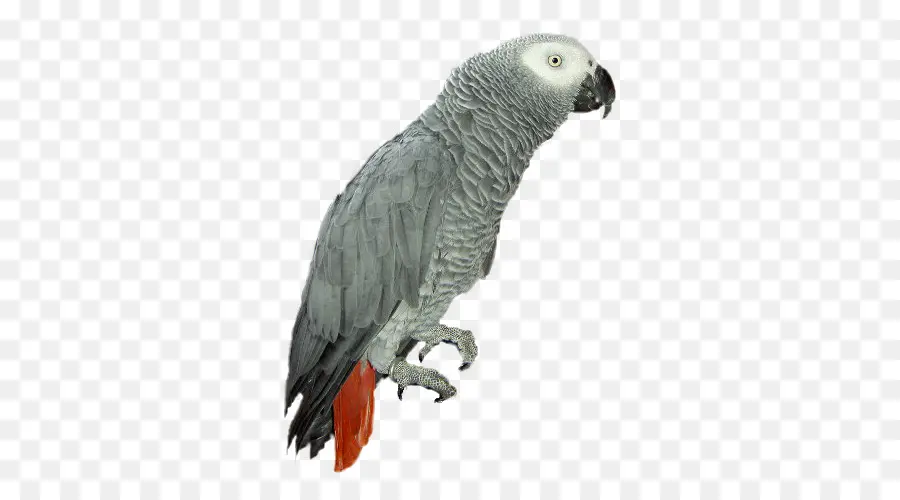 Loro Gris，Pájaro PNG