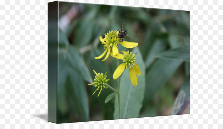 Abeja De Miel，Flora PNG