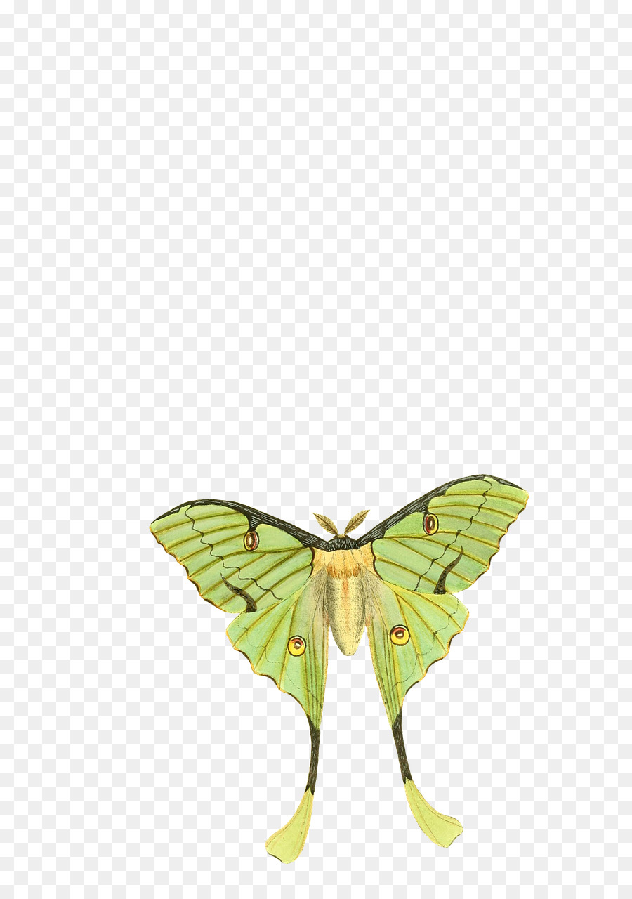 La Mariposa Monarca，Mariposa PNG