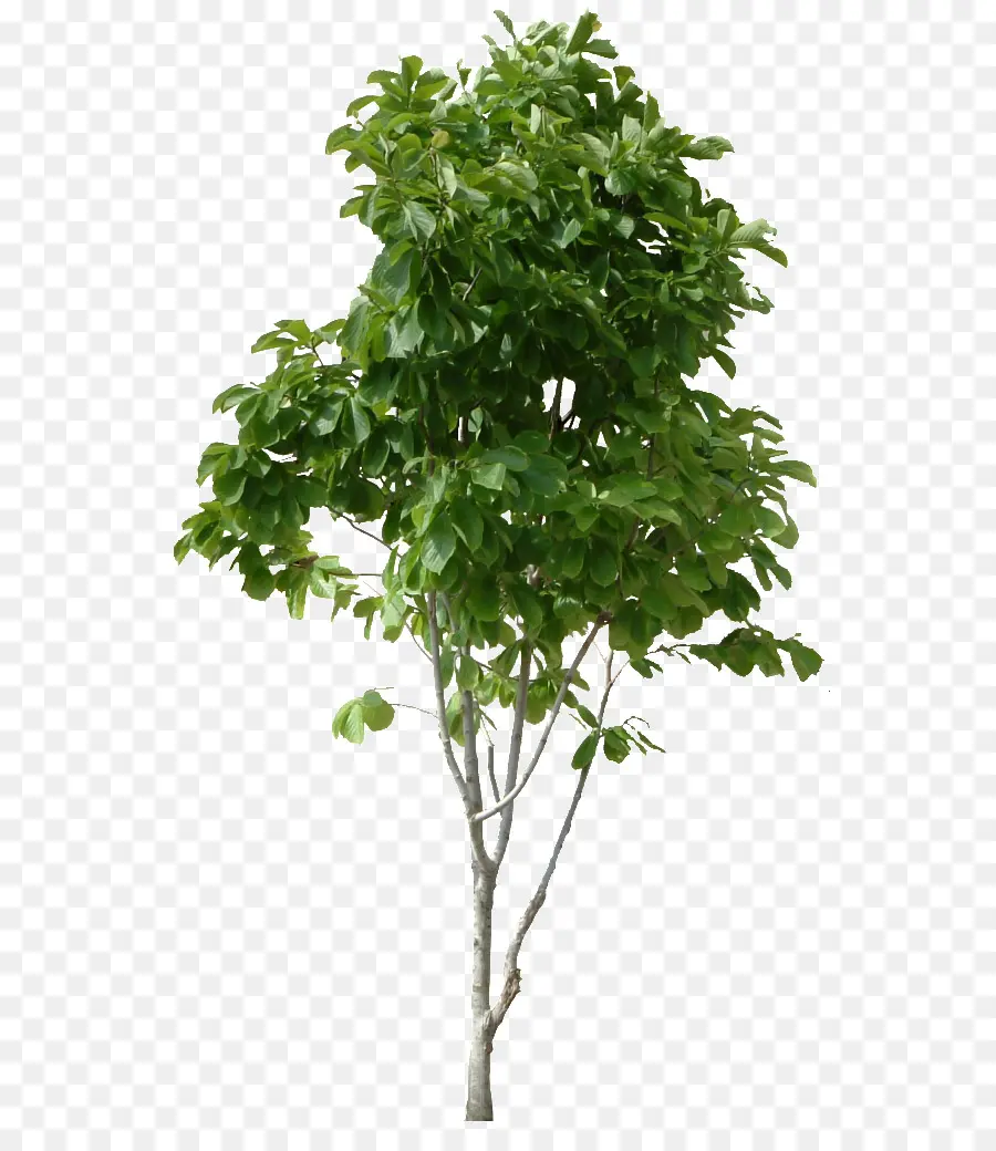 árbol，Planta PNG