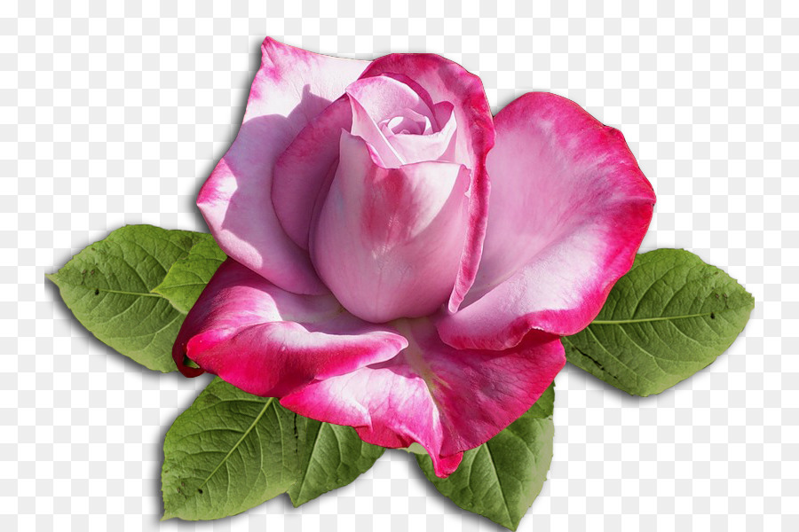 Rosa，Floración PNG