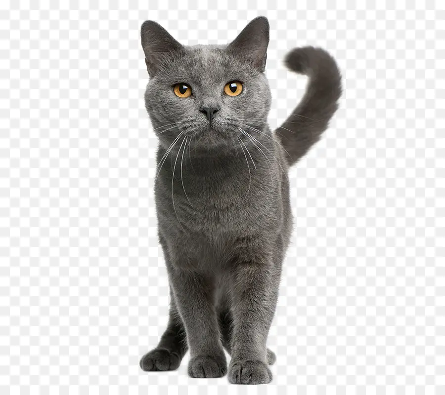 Gatito，Chartreux PNG