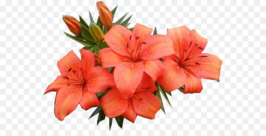 Flor，Jersey Lily PNG