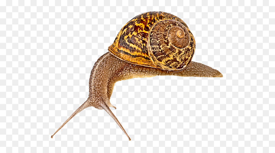 Caracol，Babosa PNG