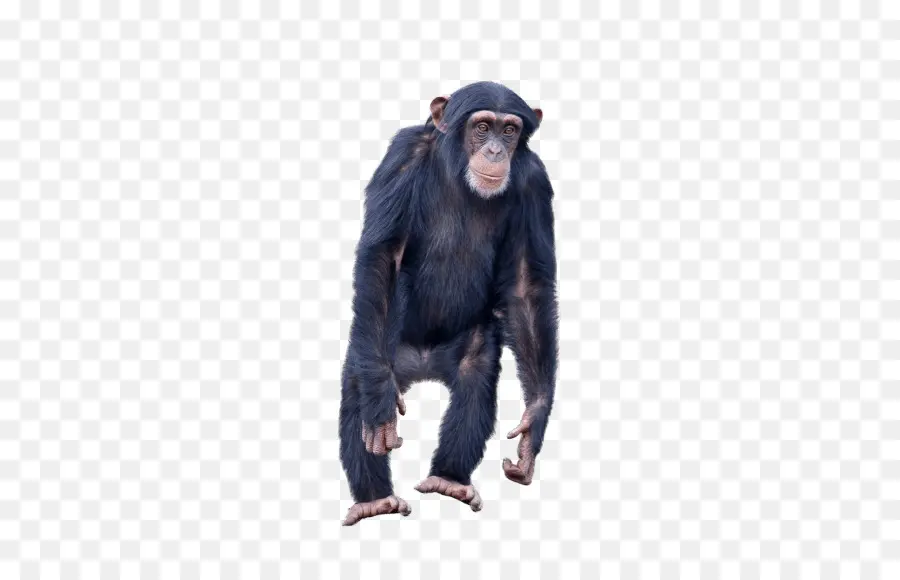 Chimpancé Común，Gorila PNG