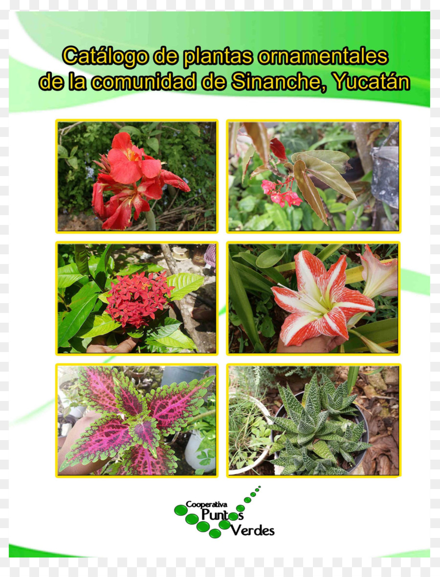 Planta Ornamental，Las Plantas PNG