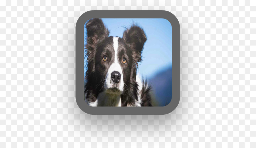 Border Collie，Collie áspero PNG