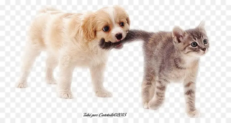 Cachorro Y Gatito，Cachorro PNG