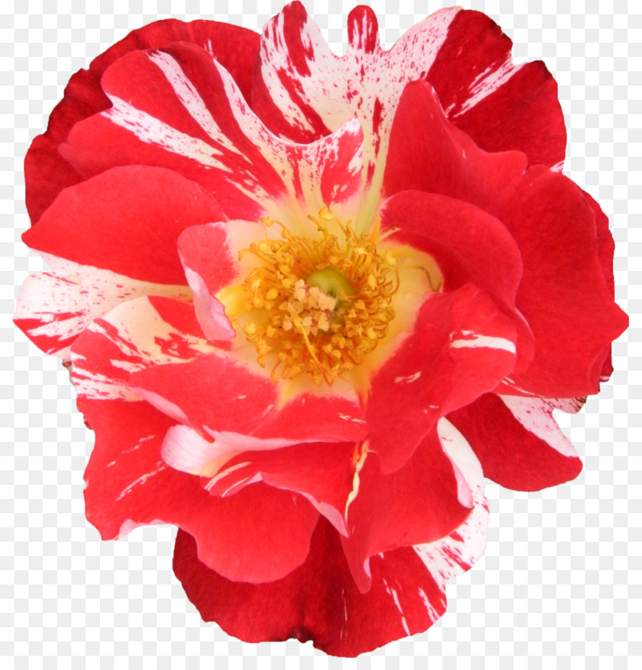 Rosas De Jardín，Rosa De Repollo PNG