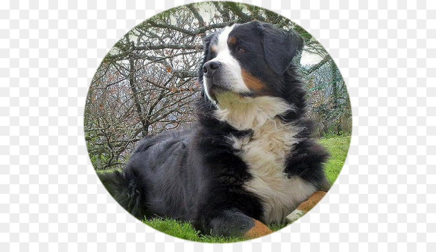 Perro De Montaña De Bernese，Gran Perro De Montaña Suiza PNG