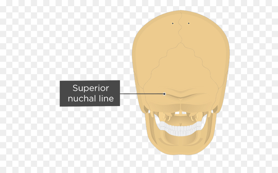 Líneas Nucales，Hueso Occipital PNG