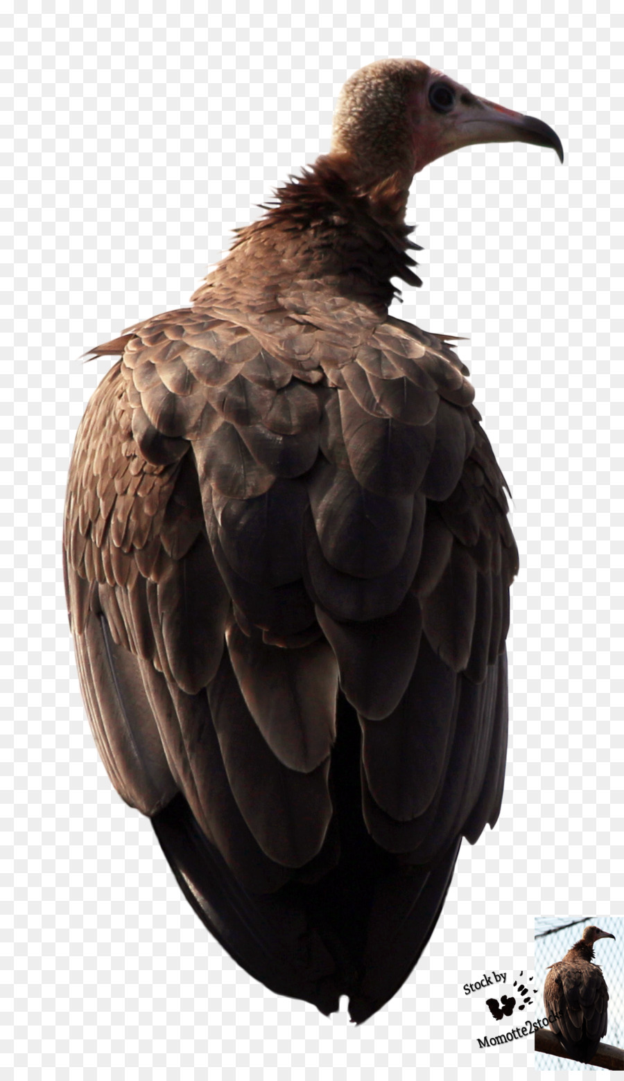 águila，Buitre PNG