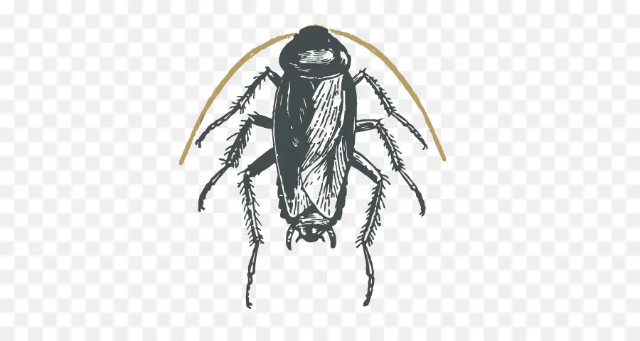 Cucaracha，Cucaracha Americana PNG