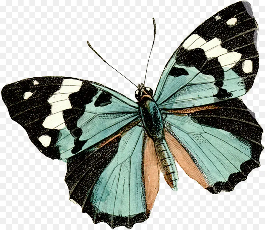 Mariposa，Insecto PNG