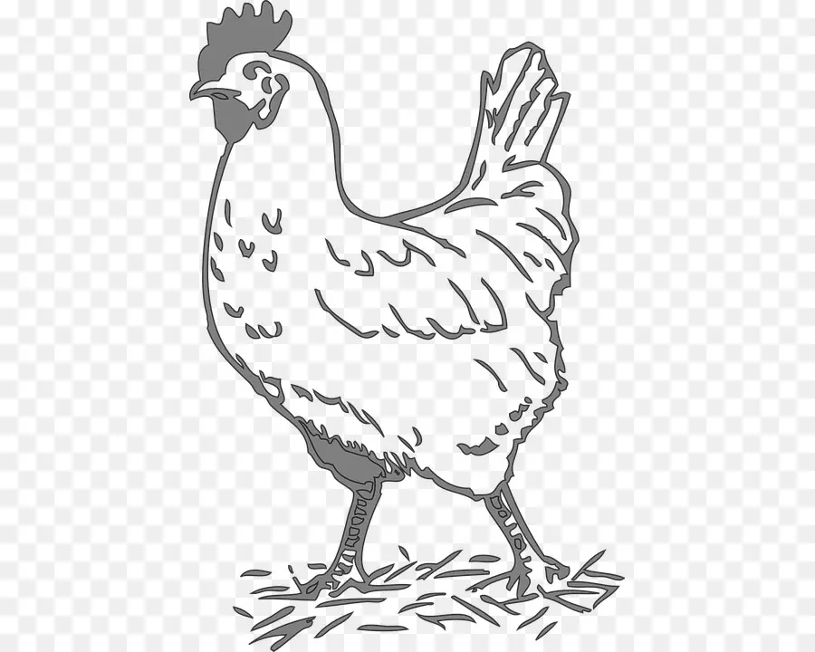 Pollo，Gallina PNG