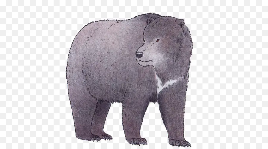 Oso Grizzly，Oso Polar PNG