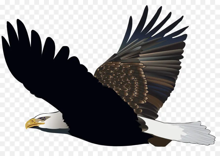 Águila Calva，Pájaro PNG