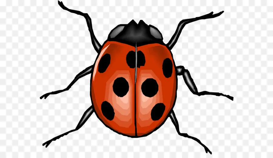 Escarabajo，Siete Spot Ladybird PNG