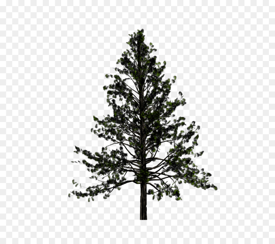 árbol Alto，Bosque PNG