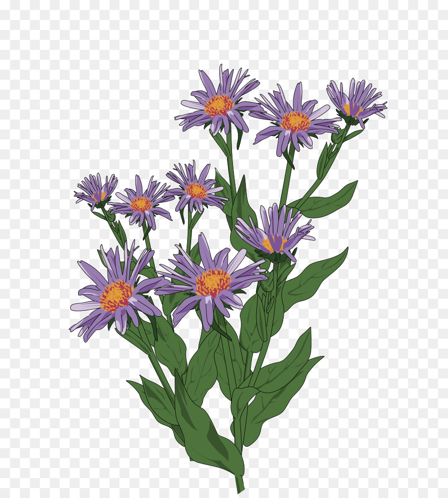 Aster Pyreneo，Familia Daisy PNG