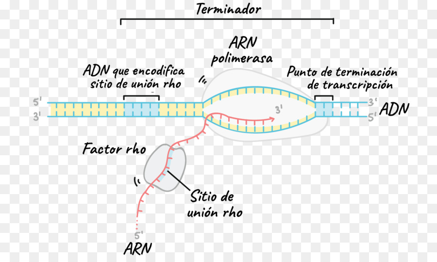 Línea，ángulo PNG