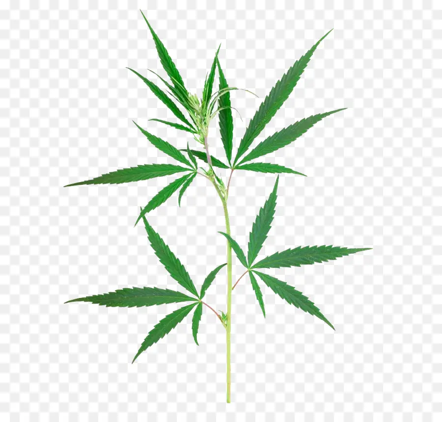 Canabis，Cannabis Sativa PNG
