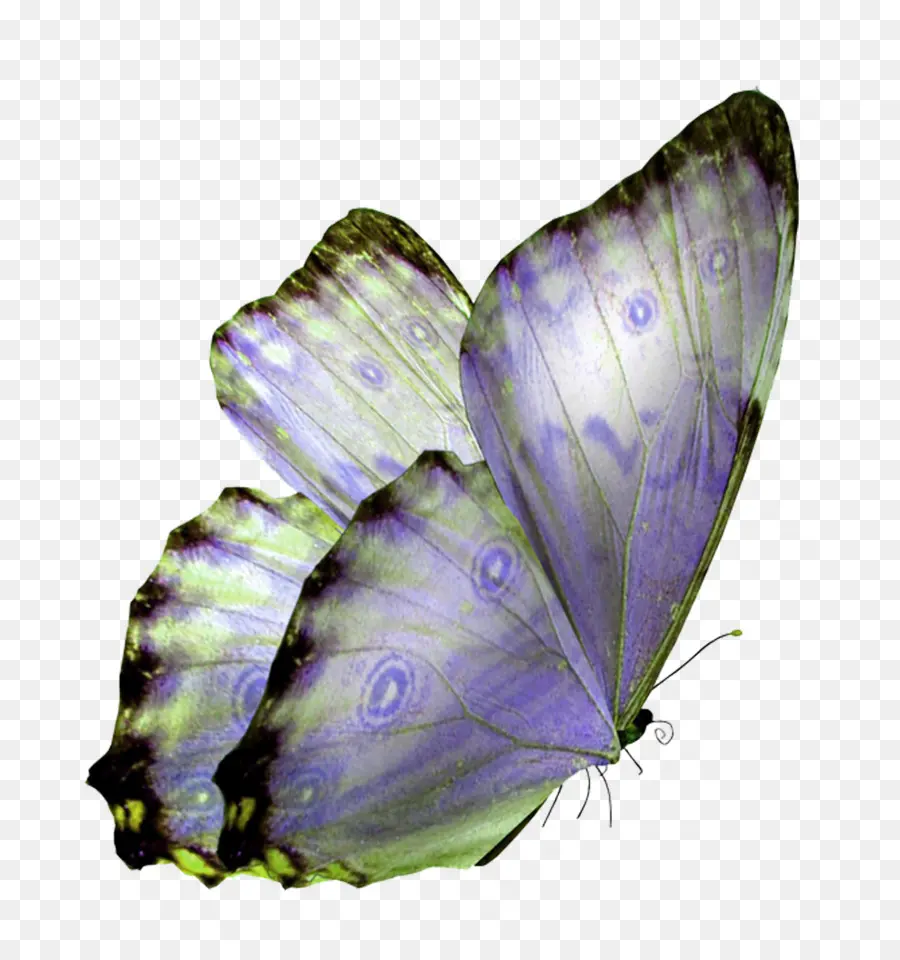 Mariposa，Mariposa De Vidrio PNG