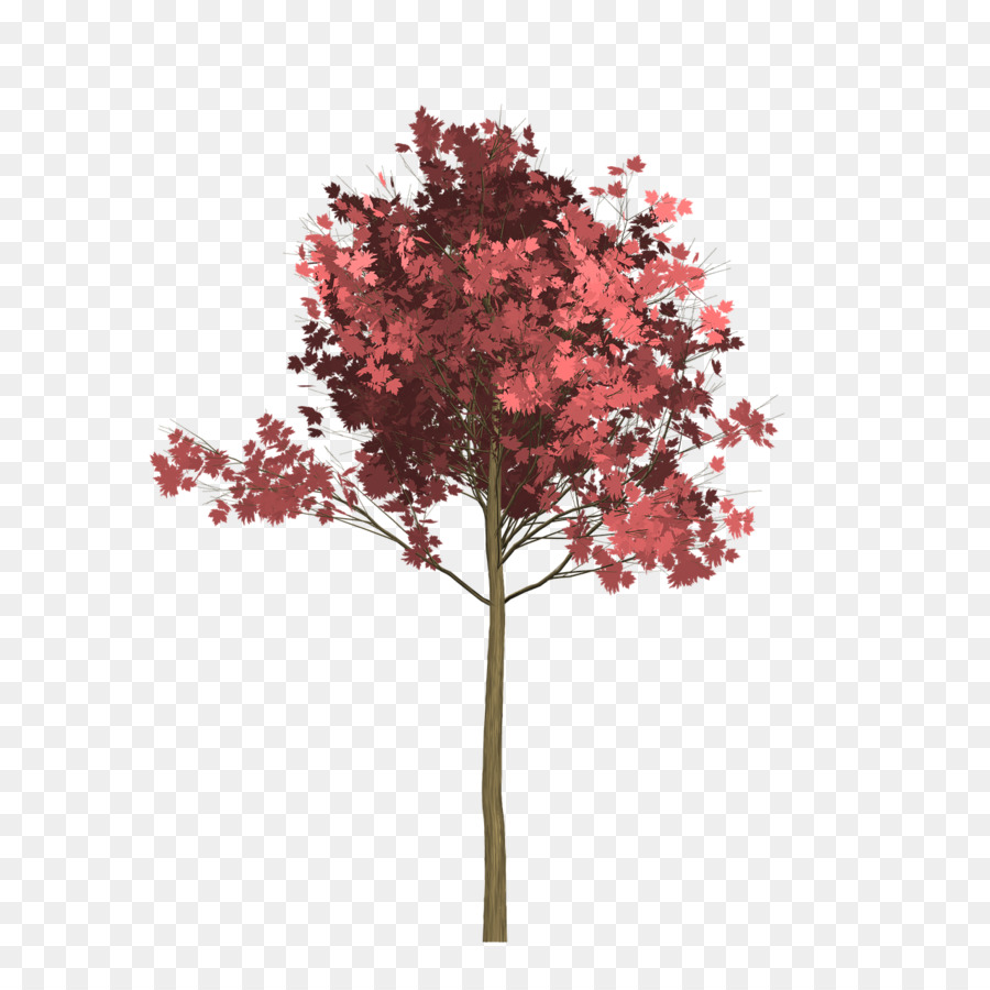 árbol Rojo，Hojas PNG