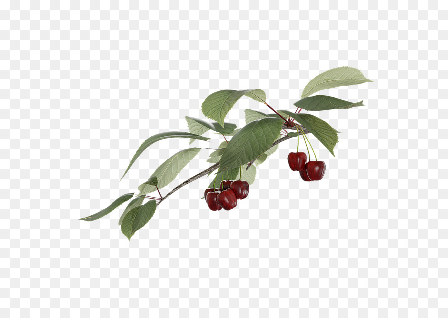 Cereza，Lengonándon PNG