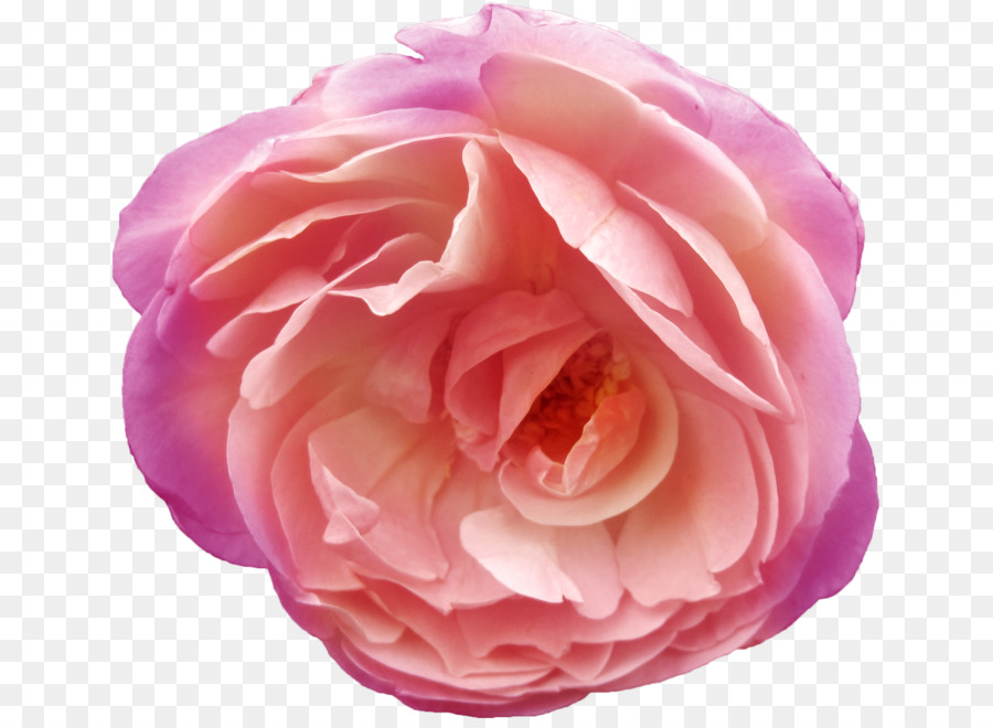 Flor Rosa，Florecer PNG