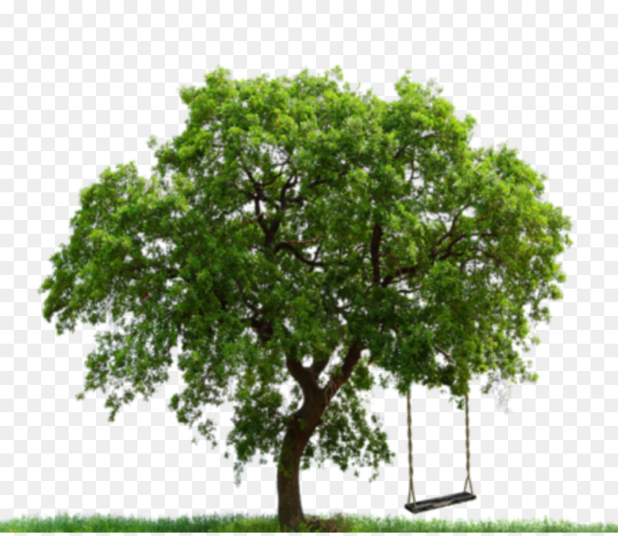 árbol，Servicio PNG