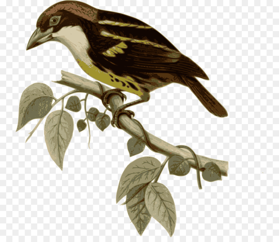 Pájaro Amarillo，Pájaro PNG