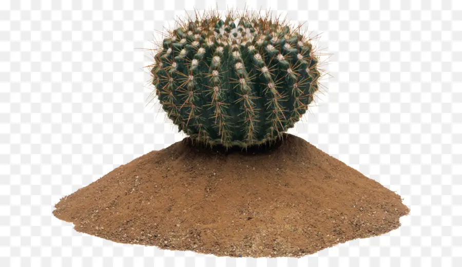 Cactus，Perilla Del Este PNG