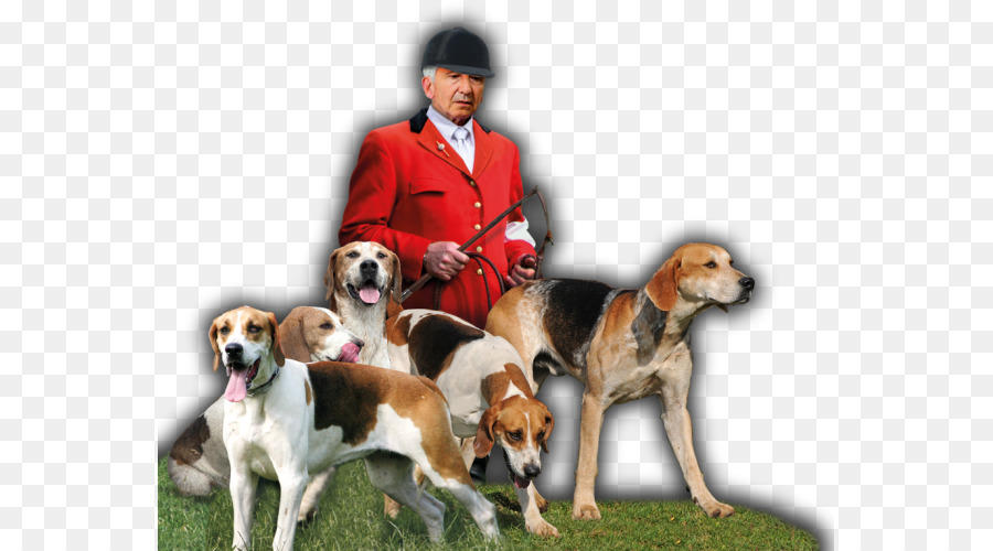 Foxhound Inglés，American Foxhound PNG