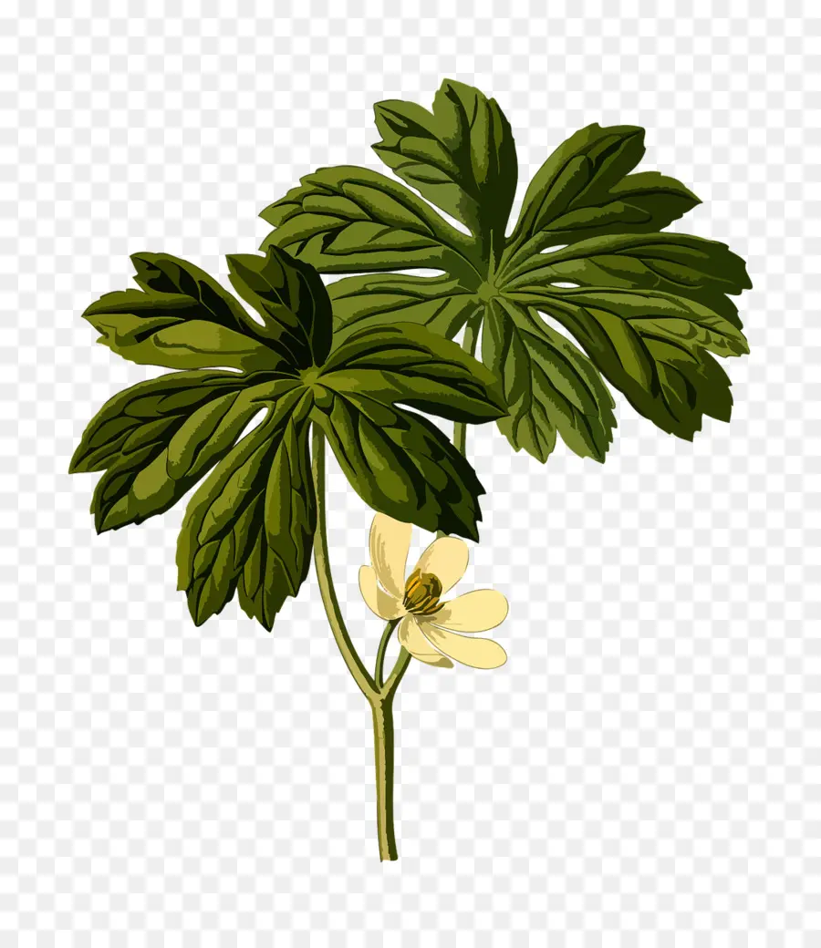 Podophyllum Peltatum，Plantas PNG