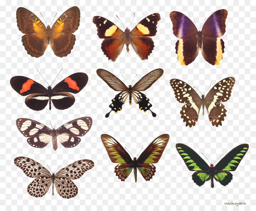 Mariposa Monarca，Mariposas Con Pincel PNG