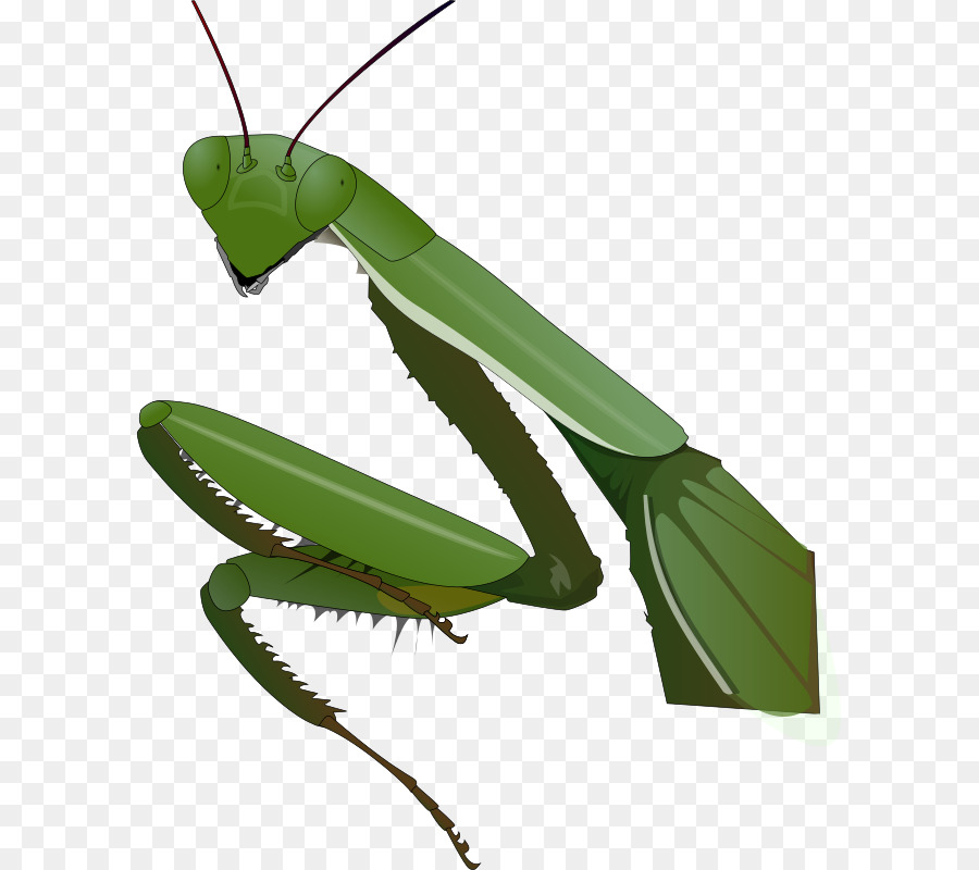 Insecto，Mantis PNG