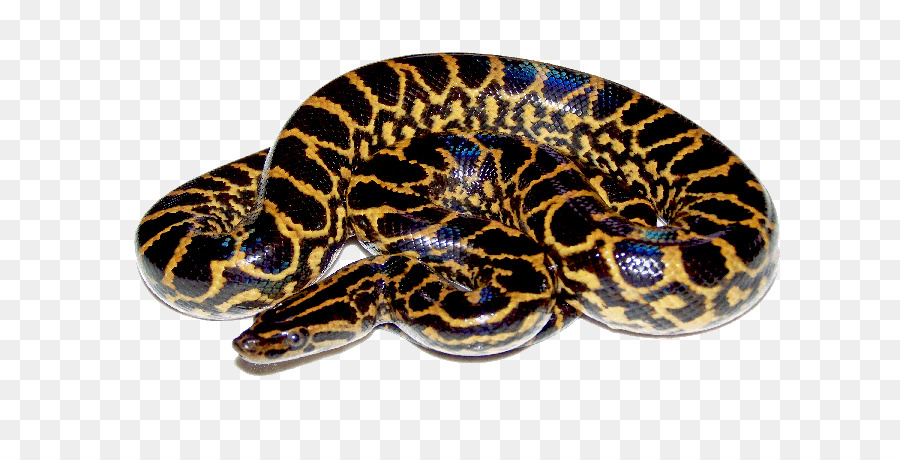 Serpiente，Anaconda Verde PNG