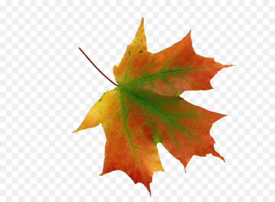 Color De La Hoja De Otoño，Pdf PNG