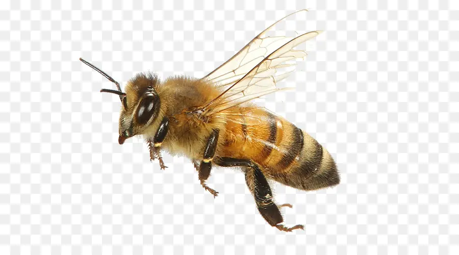 Abeja，El Oeste De La Miel De Abeja PNG