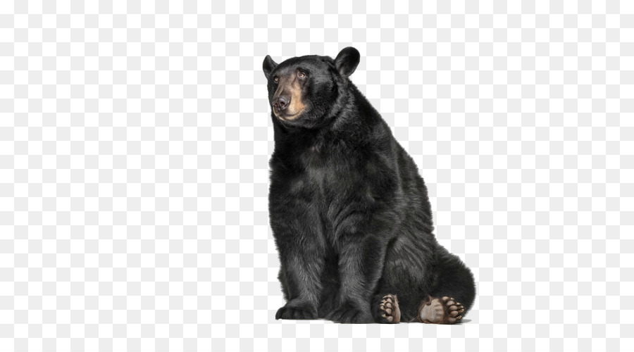 Oso Grizzly，Oso Negro Americano PNG