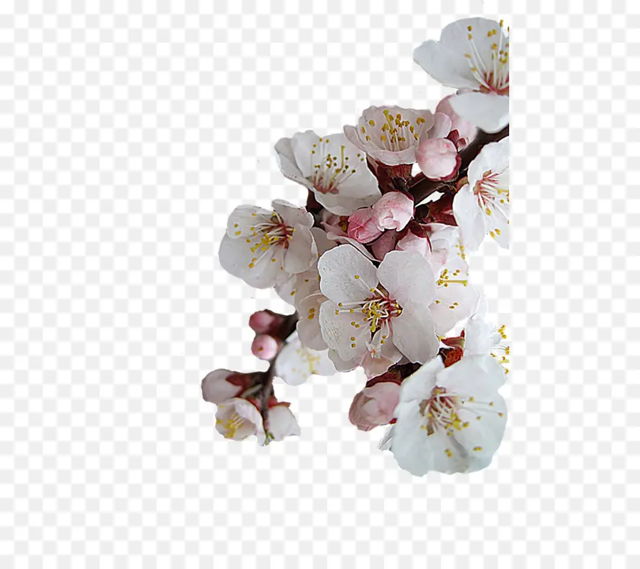 Flor De Cerezo，Florecer PNG