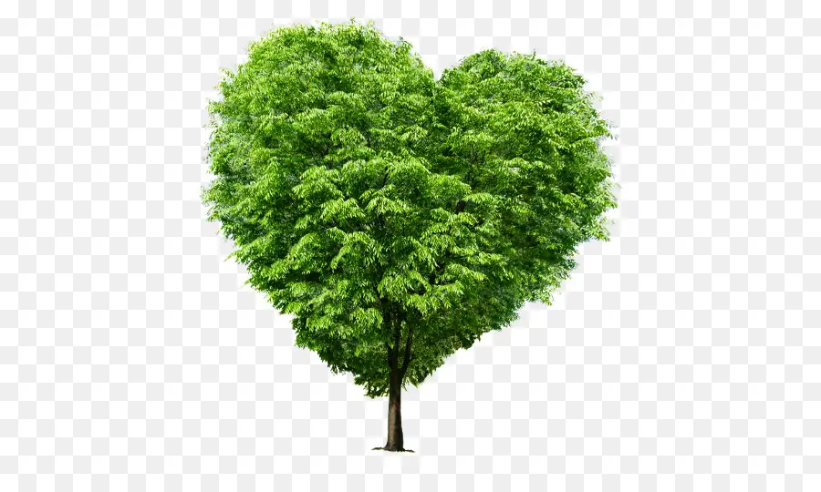 Árbol En Forma De Corazón，Árbol PNG