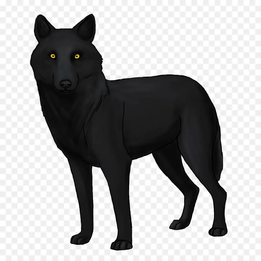 Schipperke，Coyote PNG