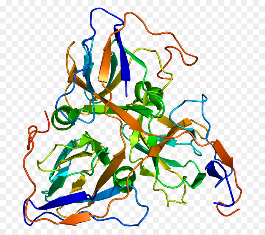 Estructura De La Proteína，Molécula PNG